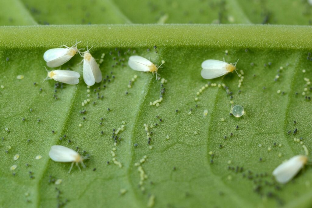 Whiteflies on basil leaves