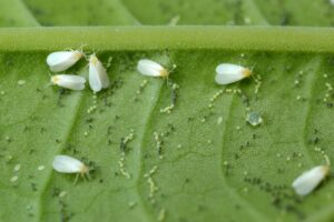 3 Possible Causes of White Spots On Basil Leaves [+ Treatment]