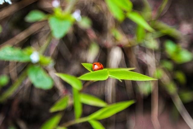 Beneficial insects in the garden