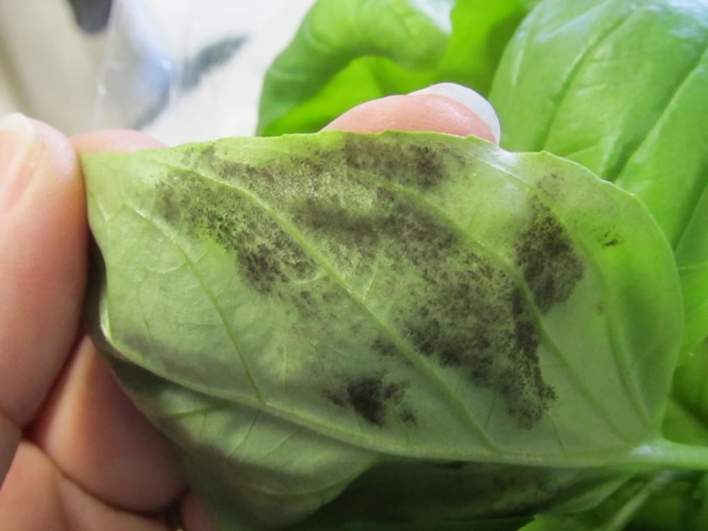 Basil downy mildew