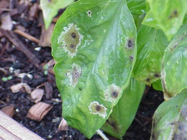 Blotch Leaf Miners