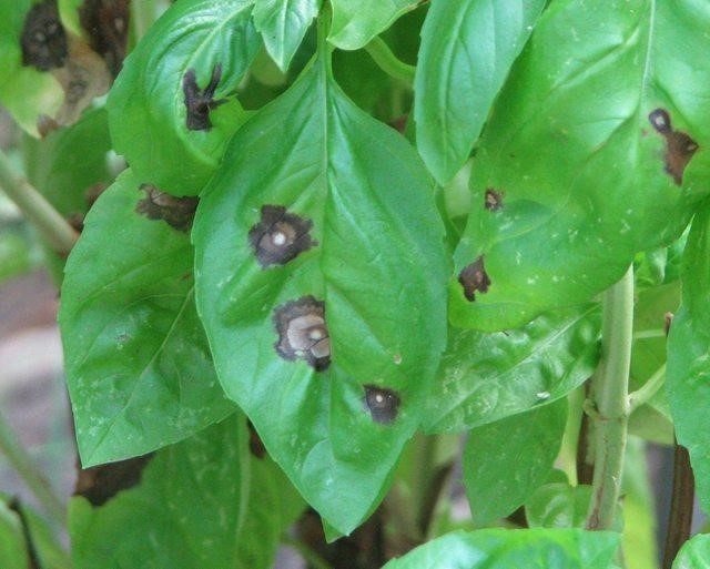 Cercospora leaf spot on basil plants