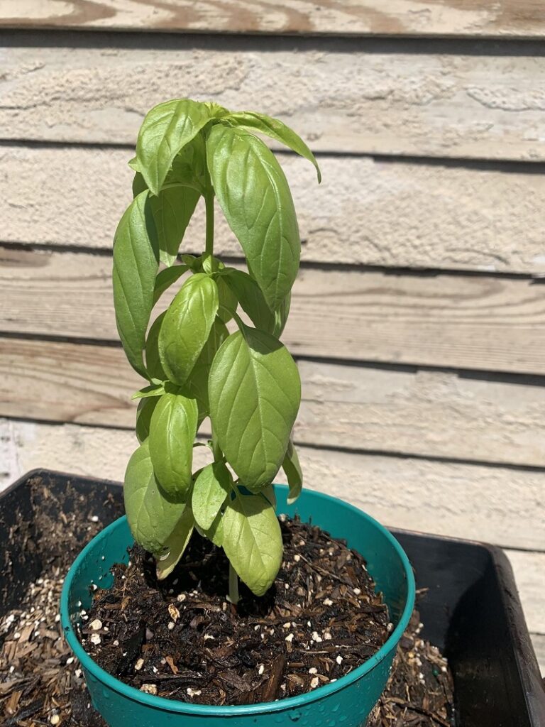 Droopy basil leaves