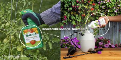 Insecticidal Soap vs. Neem Oil: Which Is Better?