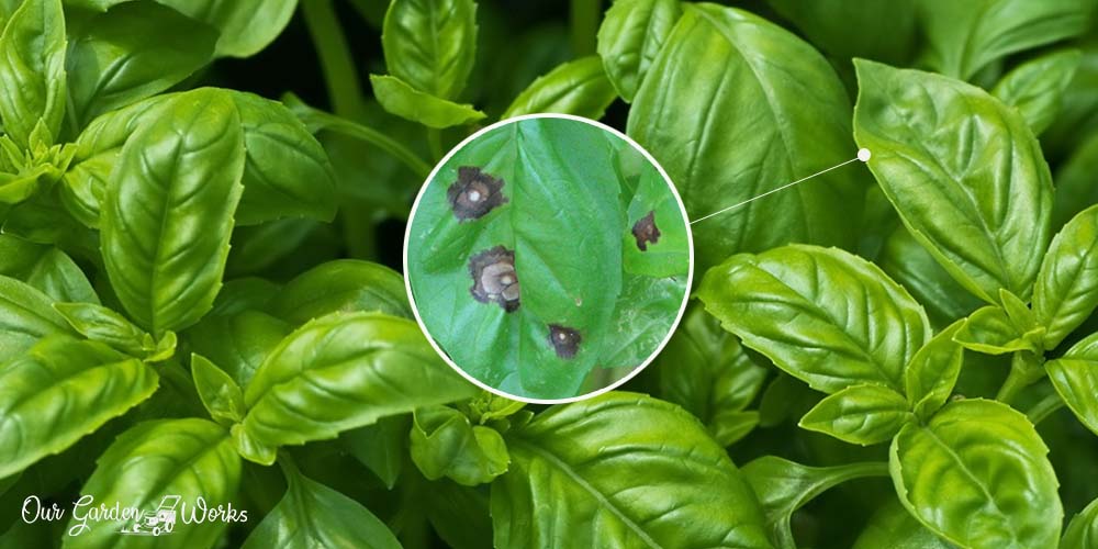 What Are The Effective Ways To Treat Black Spots On Basil