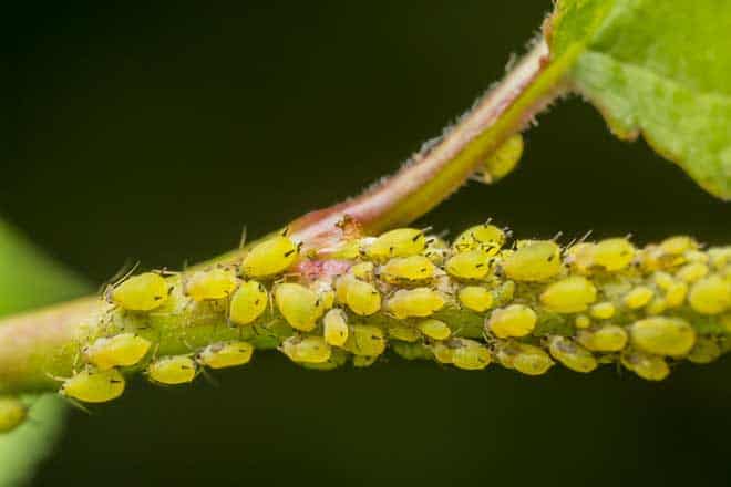  Controlling Aphids