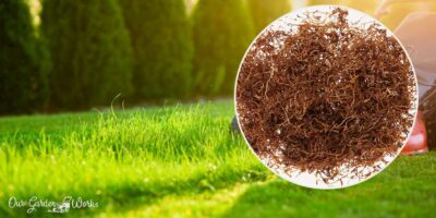 The Unpopular Natural Gem: Using Tobacco Dust For Lawn Care