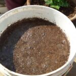 Tobacco dust and compost tea