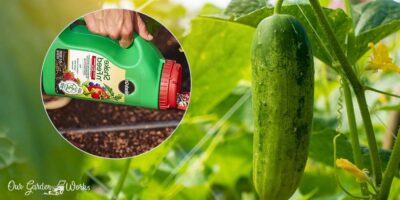 The 10 Best Fertilizers For Cucumbers – Reviews in 2023