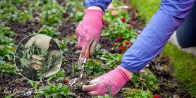 10 Effective Tips On How To Get Rid Of Weeds In Your Flower Beds