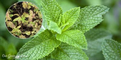 7 Causes Why Mint Leaves Turn Brown And How To Solve Them