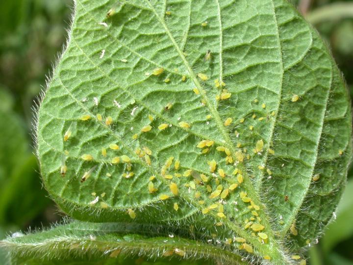 Aphids