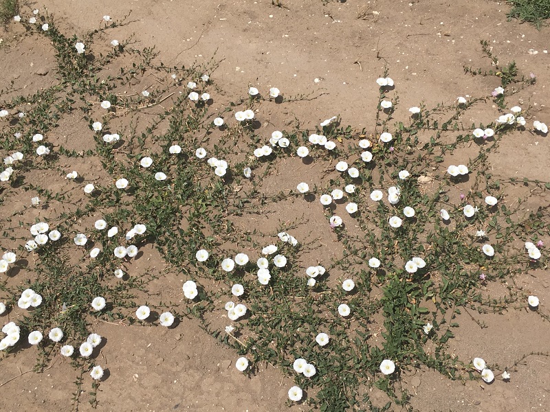 Bindweed