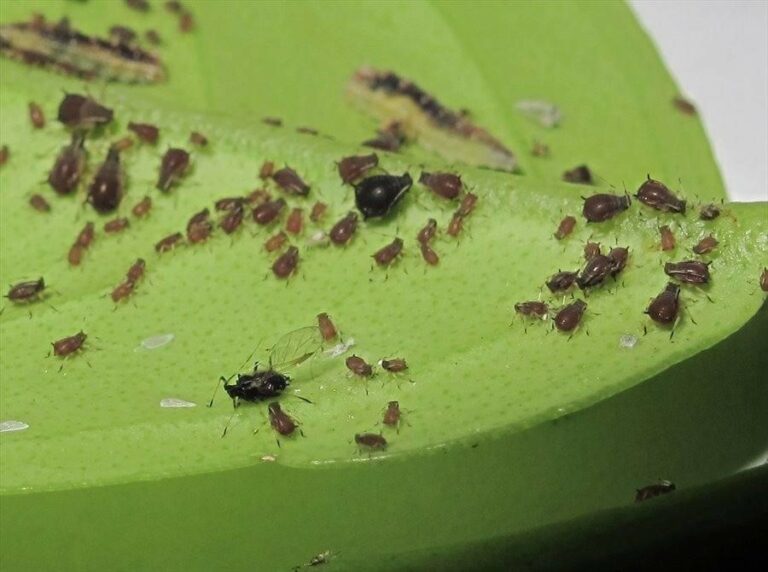 10 Best Insecticides For Citrus Trees? Reviews In 2023