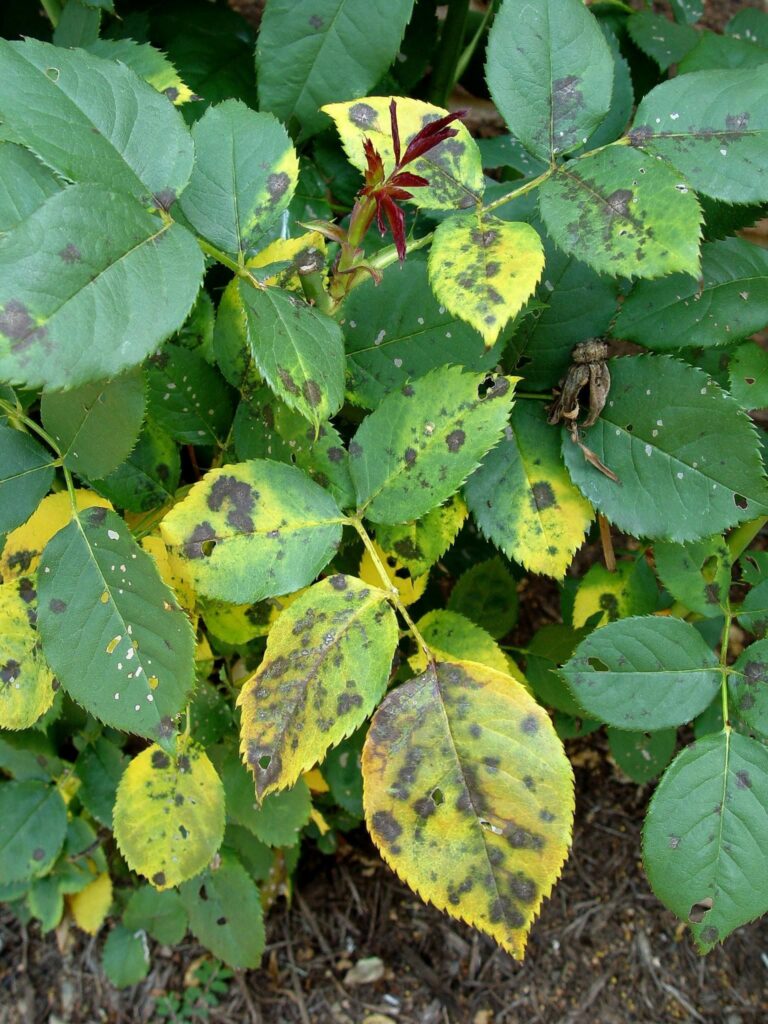 Black spot on roses