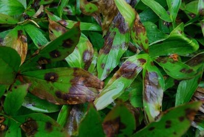 Botrytis blight
