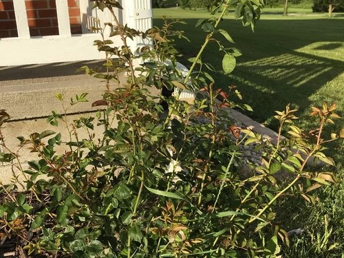  Bushy roses with no blooms