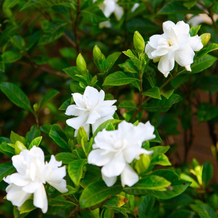 Other Causes of Yellow Leaves in Gardenia