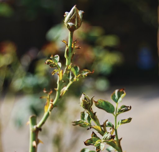 Chilli thrips on roses