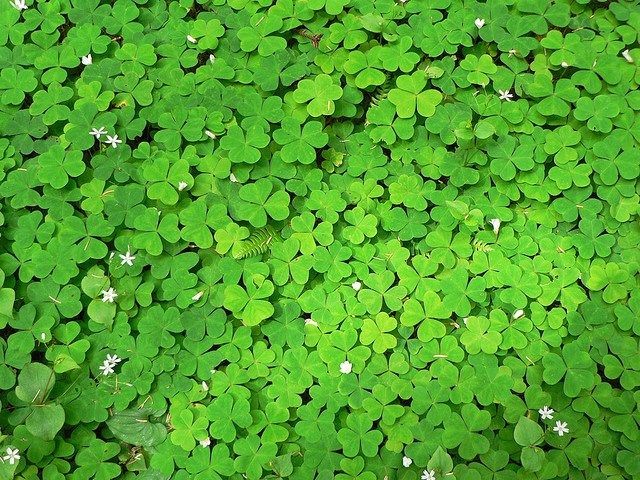 Clovers as a ground cover