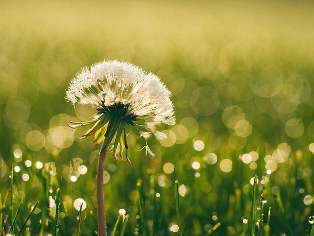 Dandelions