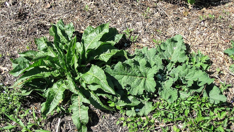 Dock weeds