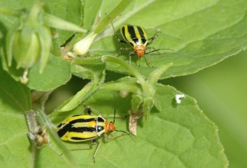  Four-lined Plant Bugs