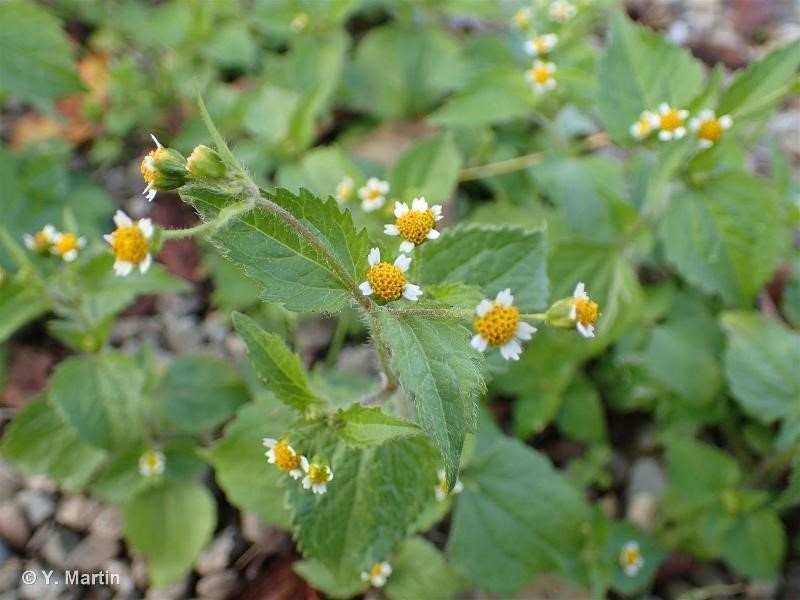 Galinsoga weeds