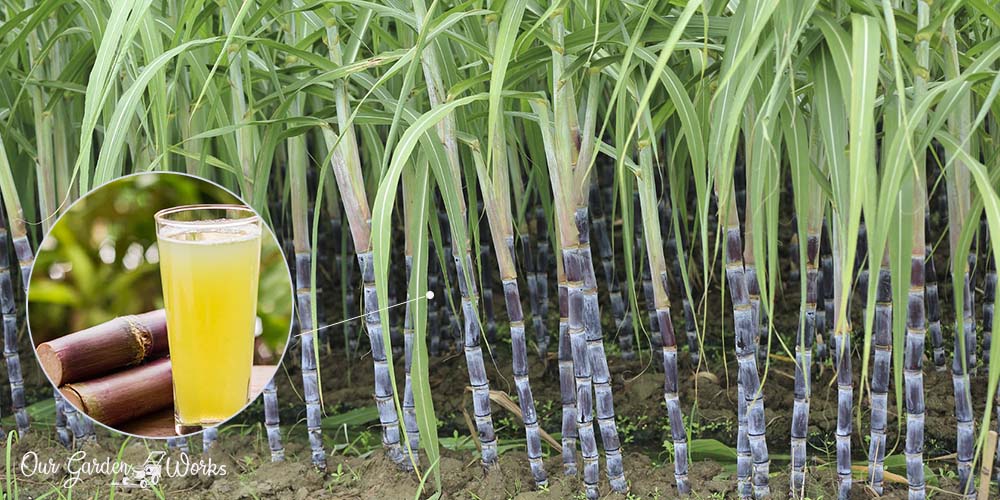 How To Grow Sugar Cane At Home - Homemade Sugarcane Syrup Guide