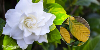 How To Use Vinegar Effectively For Treating Yellow Leaves In Gardenia