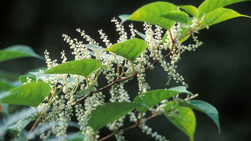 Japanese knotweed