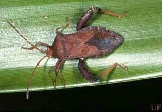 Large leaf-footed bug