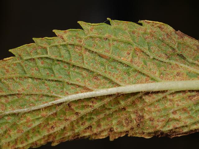 Mint Rust