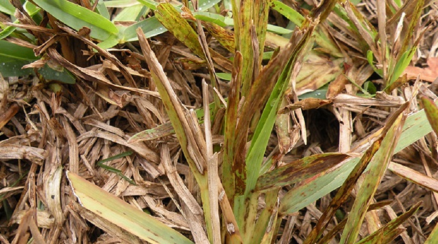 Mosaic virus on sugar canes