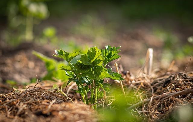 Mulched celery plant