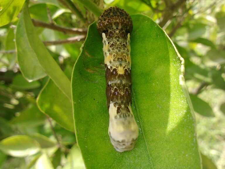 Insecticide For Orange Tree Pest Phobia