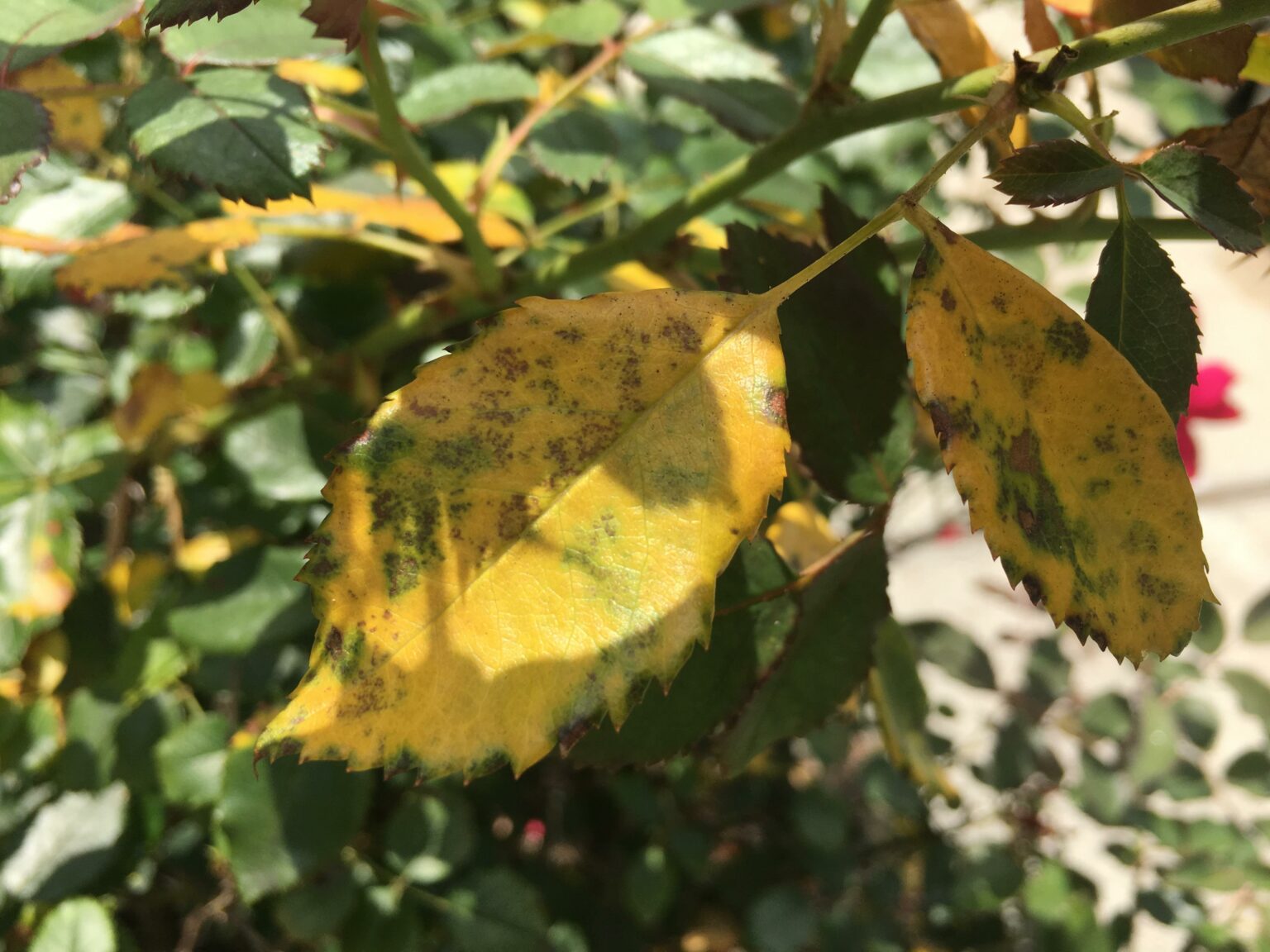 What Causes Yellow Leaves On Knockout Roses? [+ Treatments] 