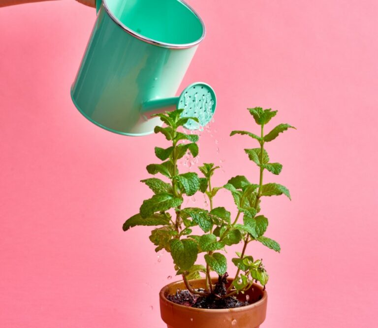 7 Causes Why Mint Leaves Turn Brown And How To Solve Them