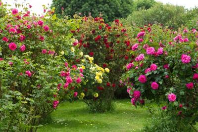 Perfectly-spaced rose bushes