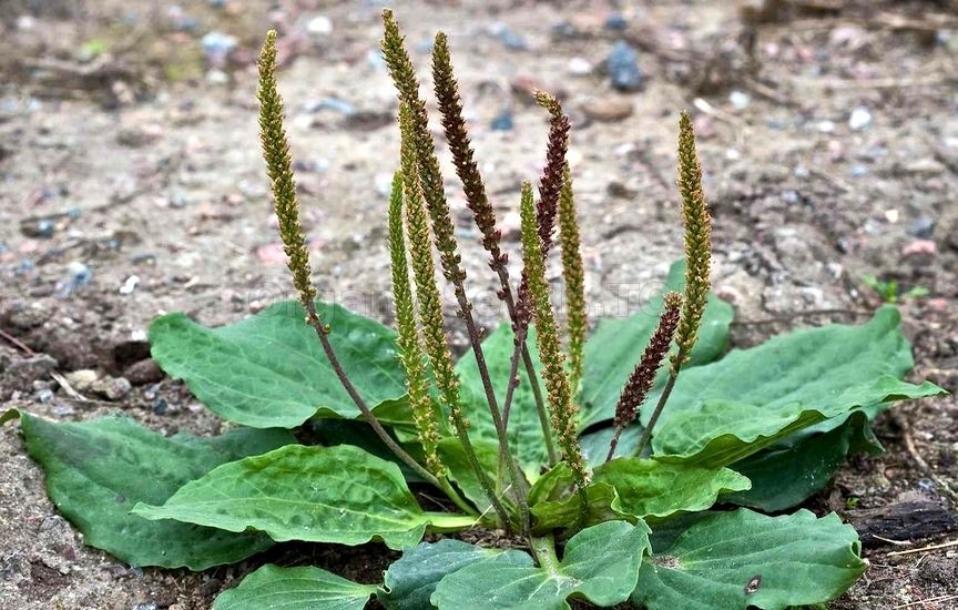 Plantain weeds