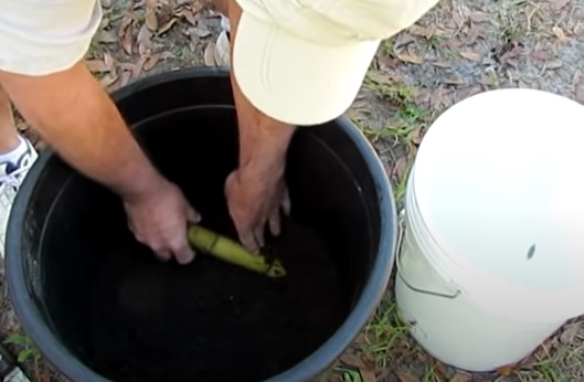 Planting a sugar cane horizontally