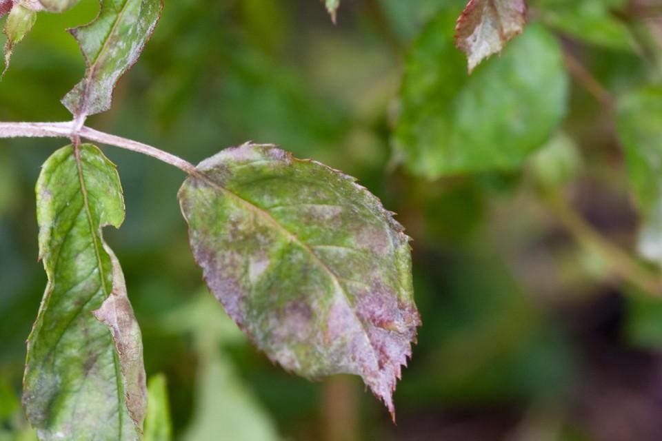 Powdery mildew on knockout roses
