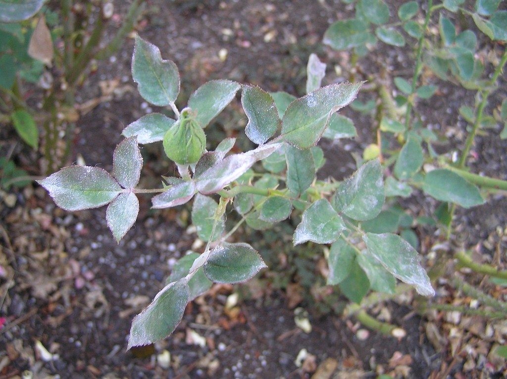 Powdery mildew