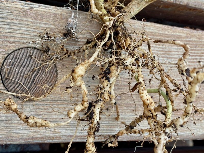 Root-knot nematodes in roses