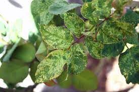 Rose mosaic virus