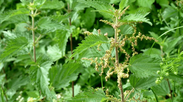 Stinging nettle