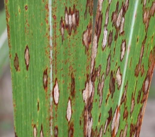 Sugar cane eyespot