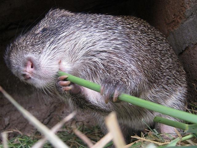 Sugar cane rats