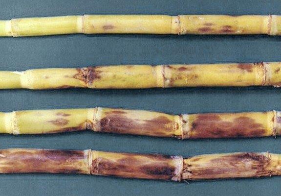 Sugar canes infected with red rot