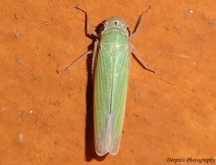 Sugarcane leafhoppers